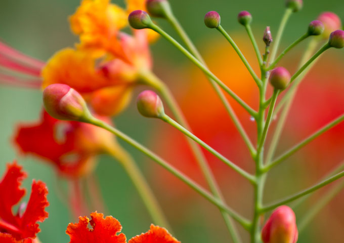 Detailfoto Flower rot und grün