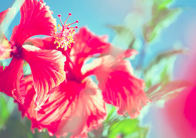 Hibiskus auf Mauritius